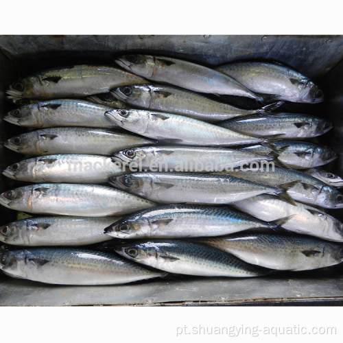 Preços baratos peixes de cavala congelados 100-200g à venda